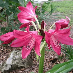 thumbnail for publication: Crinum